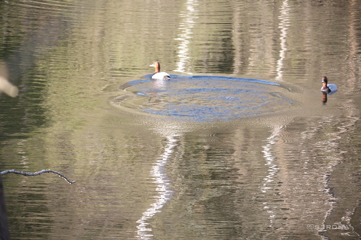 Common Pochard - Andrés De la Cámara