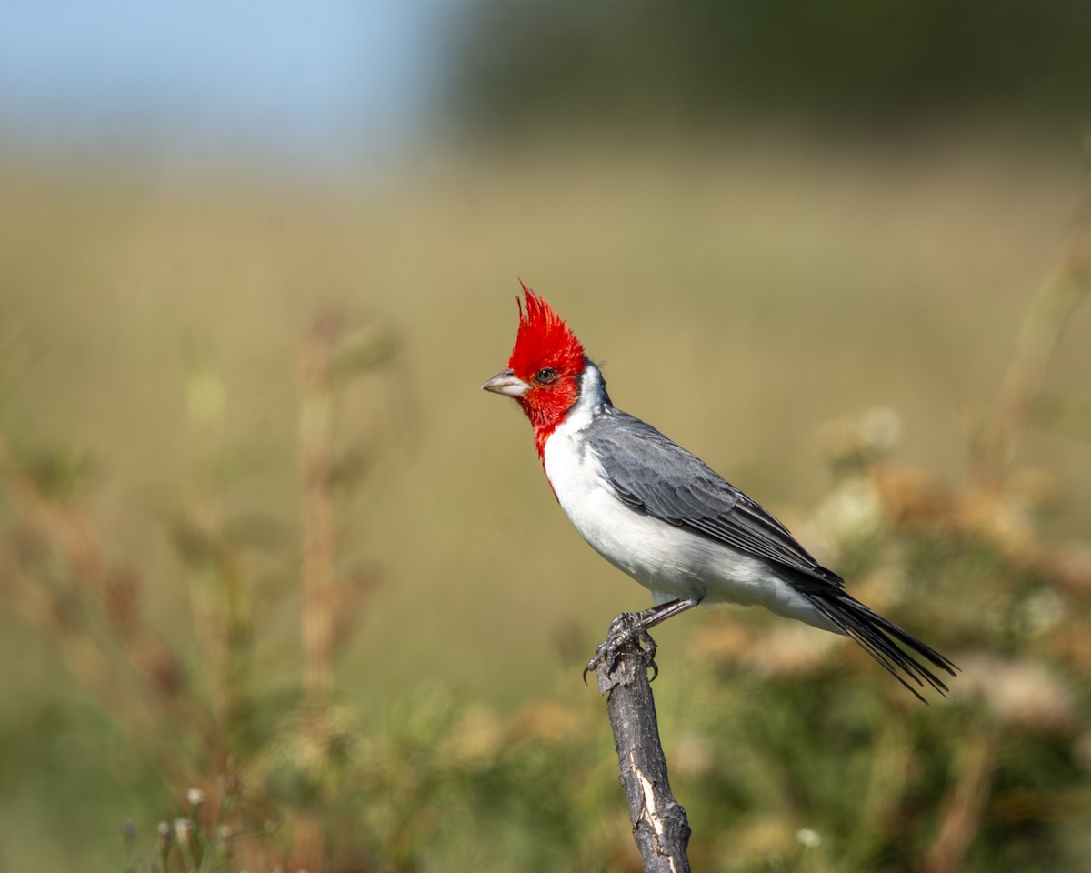 Red-crested Cardinal - Caio Osoegawa