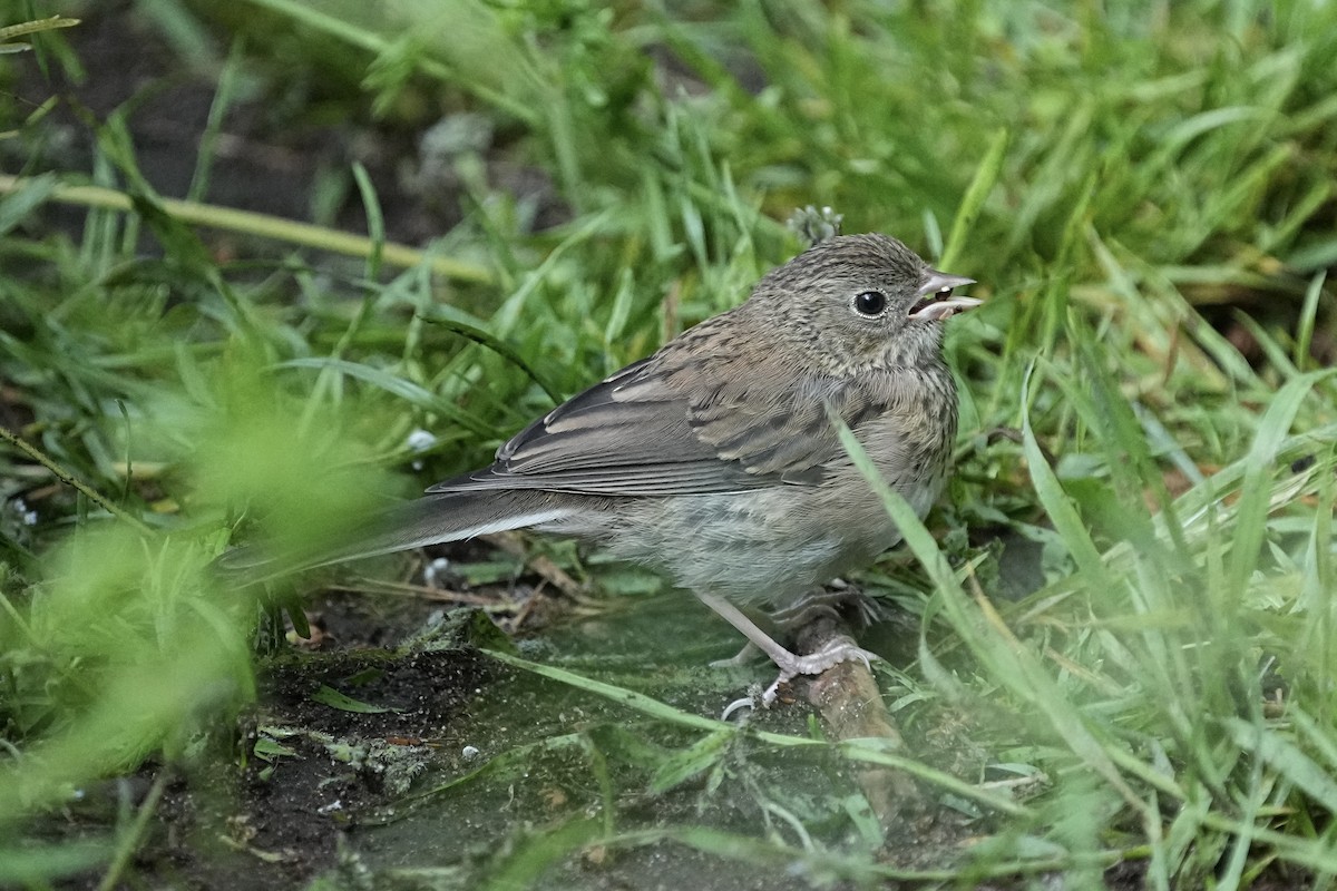 Dark-eyed Junco - Christopher Carlson