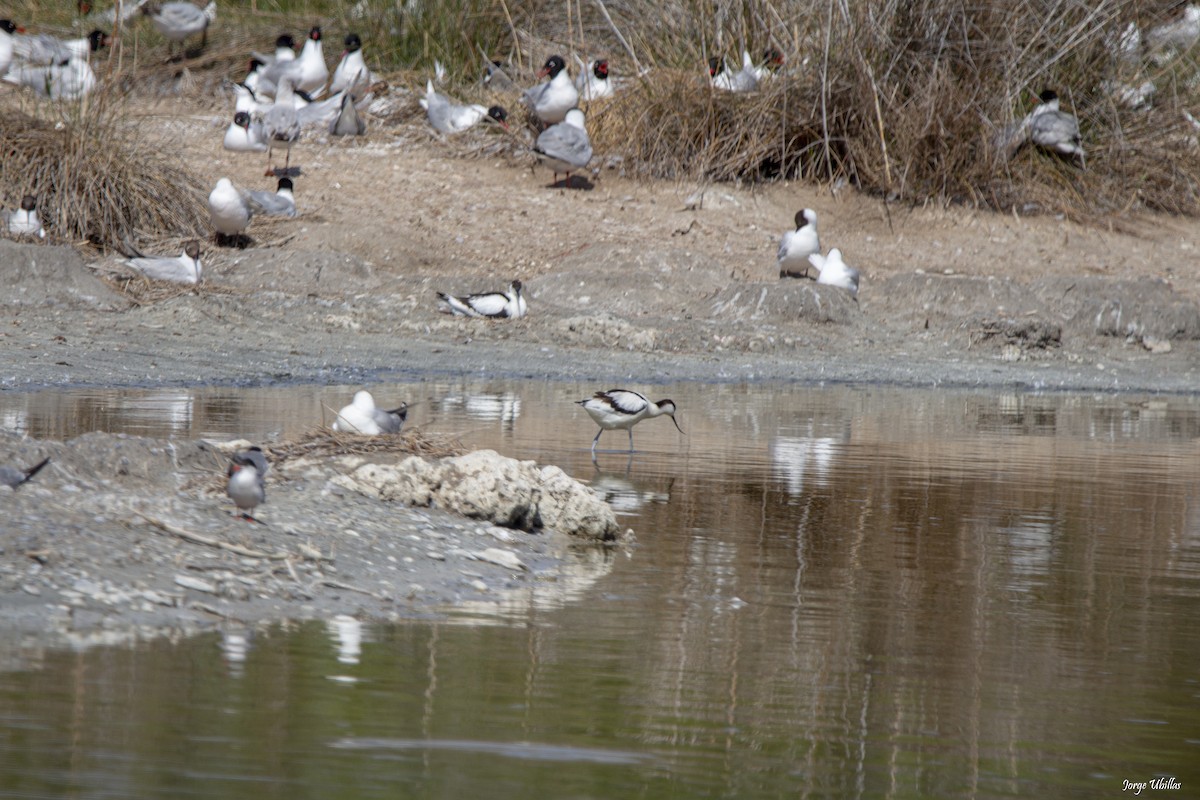 Pied Avocet - Jorge Luis Ubillas Herrera