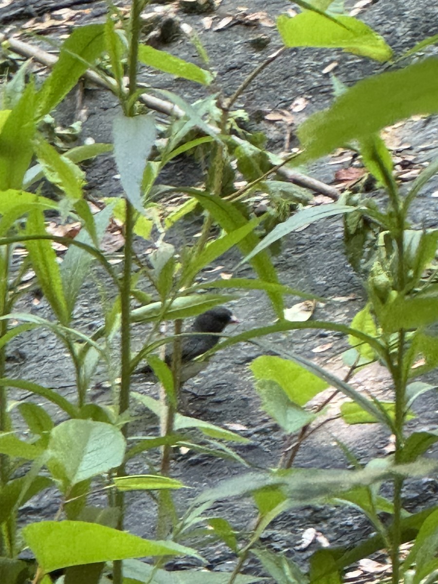 Dark-eyed Junco - David Meadows