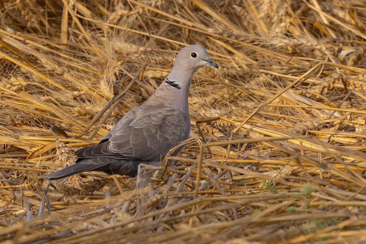 Eurasian Collared-Dove - Oren Shatz