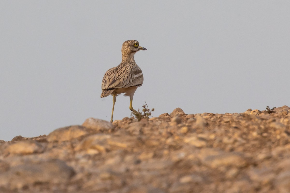 Eurasian Thick-knee - Oren Shatz