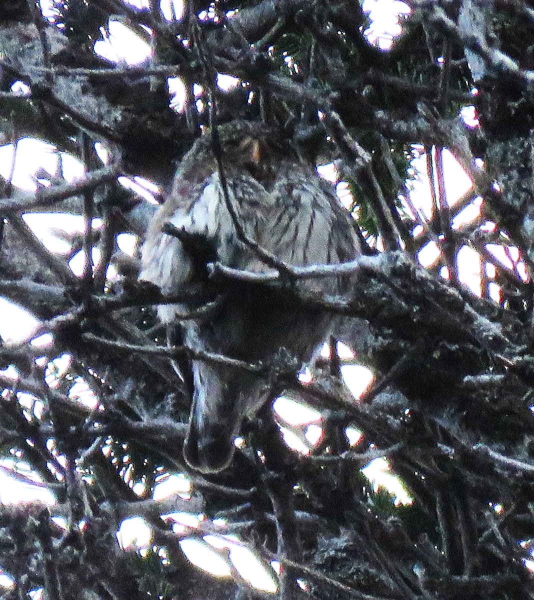 Eurasian Pygmy-Owl - Carmelo de Dios