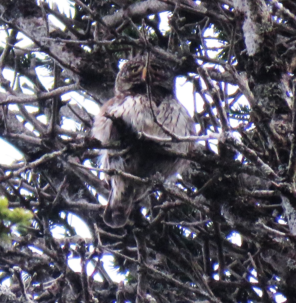 Eurasian Pygmy-Owl - Carmelo de Dios