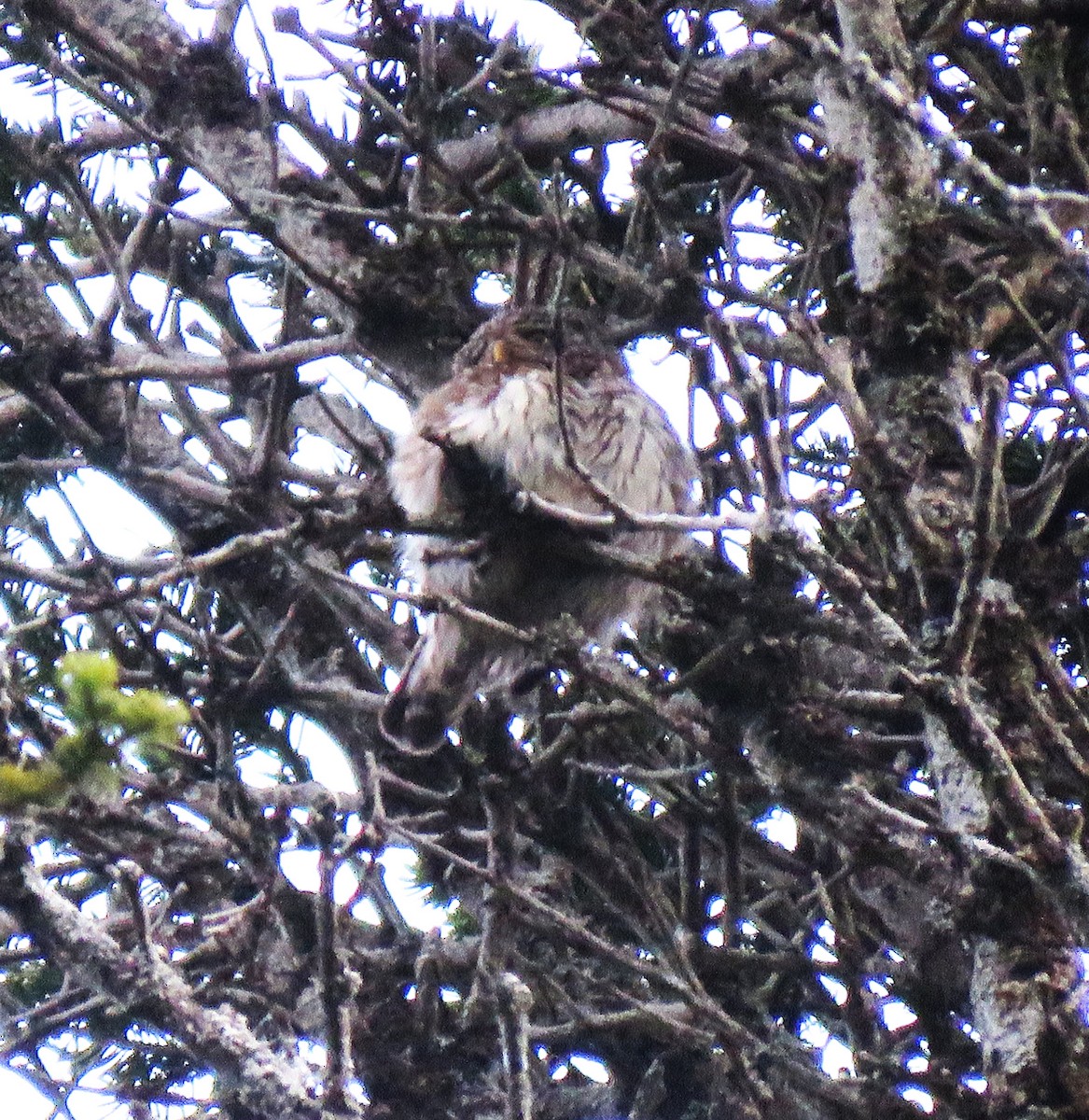 Eurasian Pygmy-Owl - Carmelo de Dios