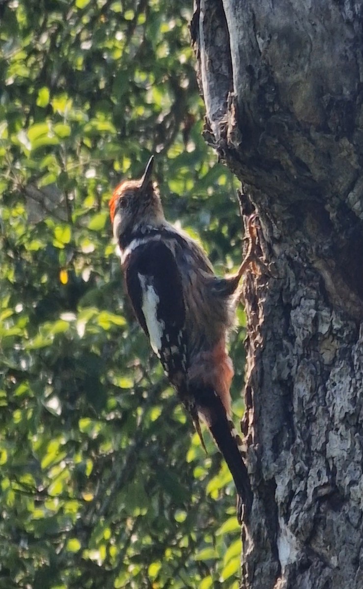 Middle Spotted Woodpecker - Benoit Brayer