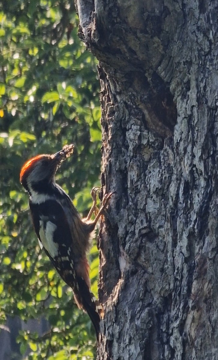 Middle Spotted Woodpecker - Benoit Brayer