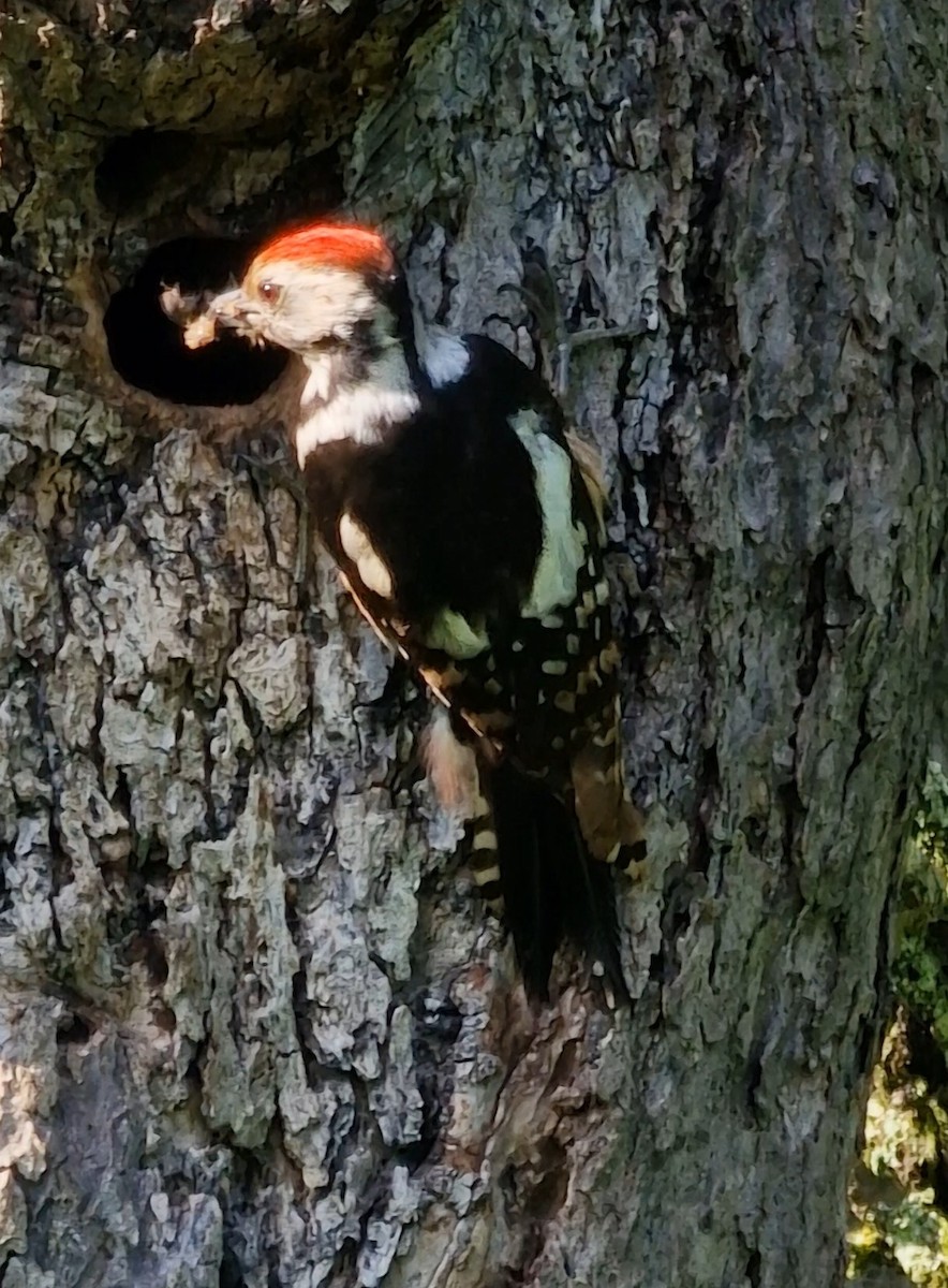 Middle Spotted Woodpecker - Benoit Brayer