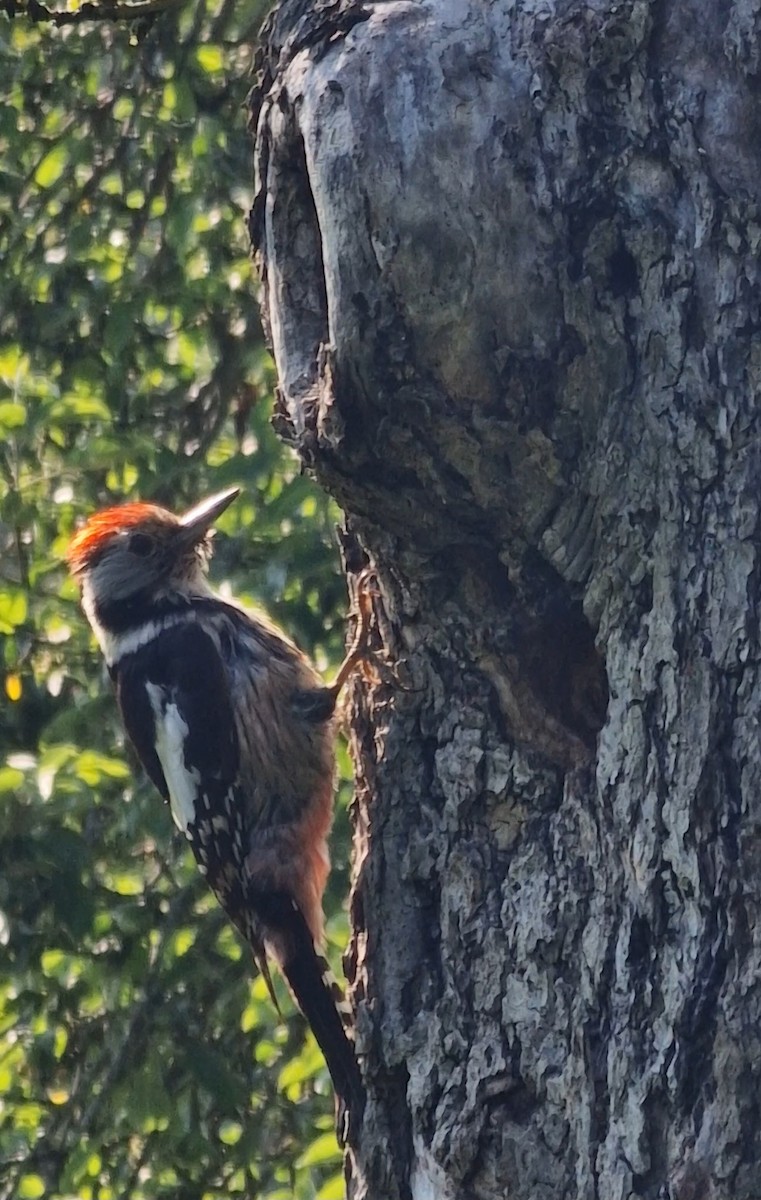 Middle Spotted Woodpecker - Benoit Brayer