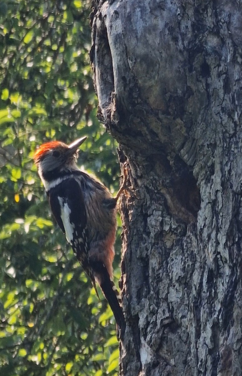 Middle Spotted Woodpecker - Benoit Brayer