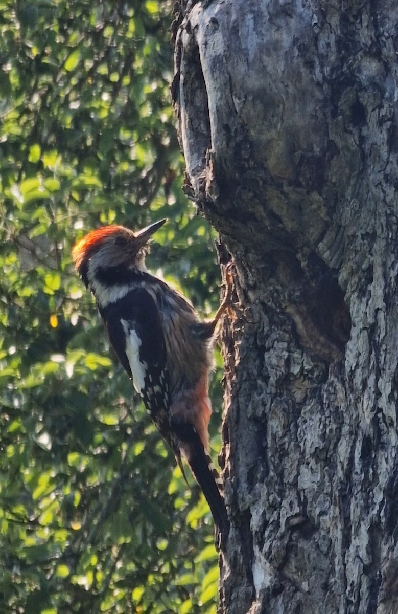 Middle Spotted Woodpecker - Benoit Brayer