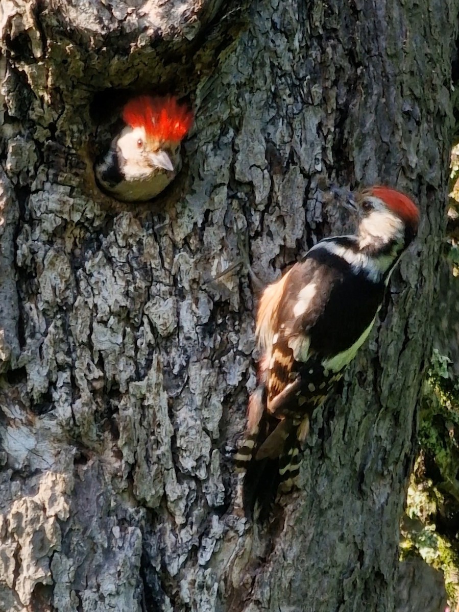 Middle Spotted Woodpecker - Benoit Brayer