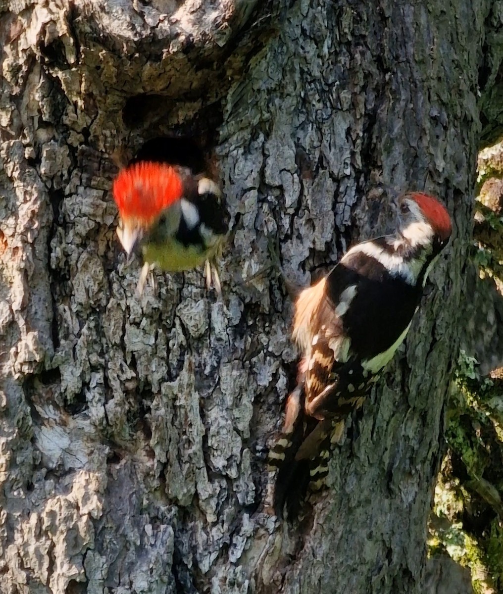 Middle Spotted Woodpecker - Benoit Brayer