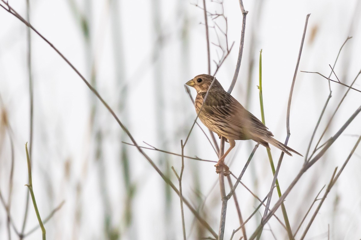 Corn Bunting - Oren Shatz