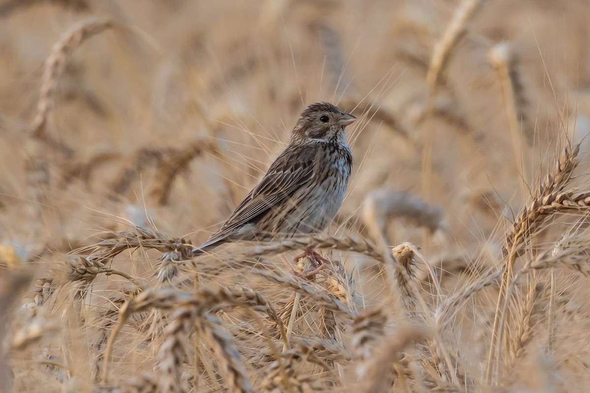 Corn Bunting - Oren Shatz