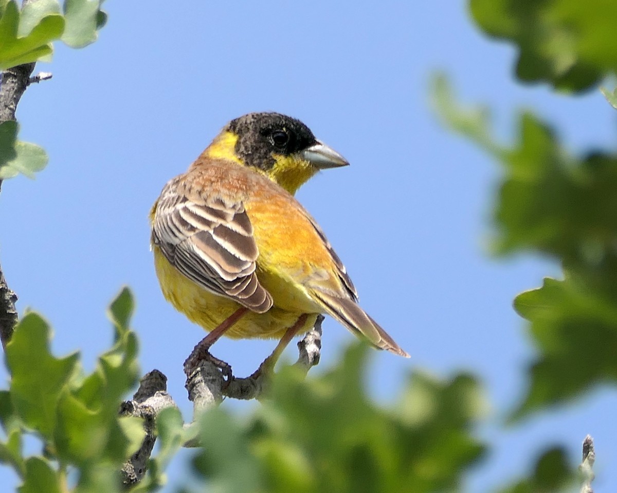 Black-headed Bunting - ML619448936