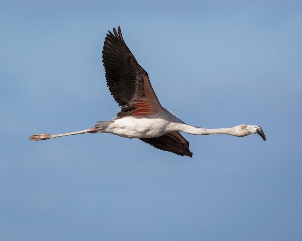 Chilean Flamingo - Caio Osoegawa