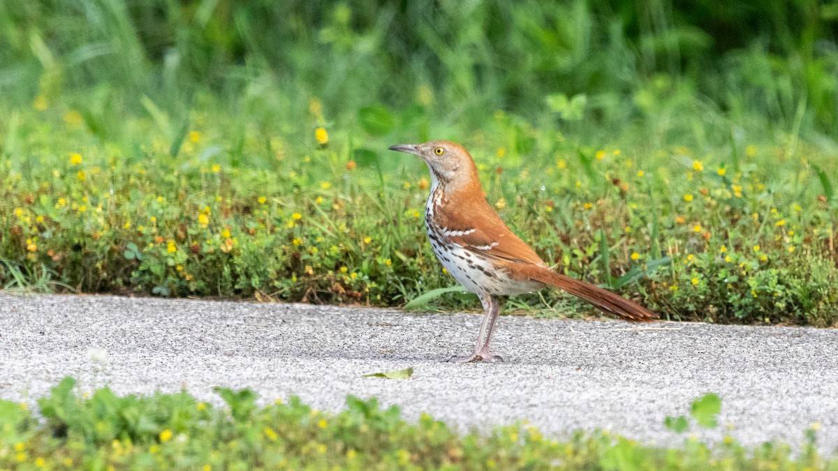 Brown Thrasher - ML619448953