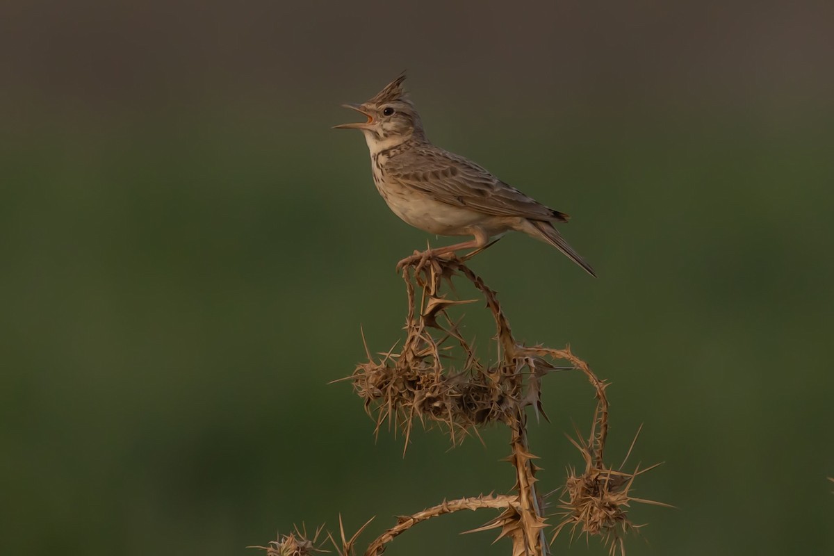 Crested Lark - Oren Shatz