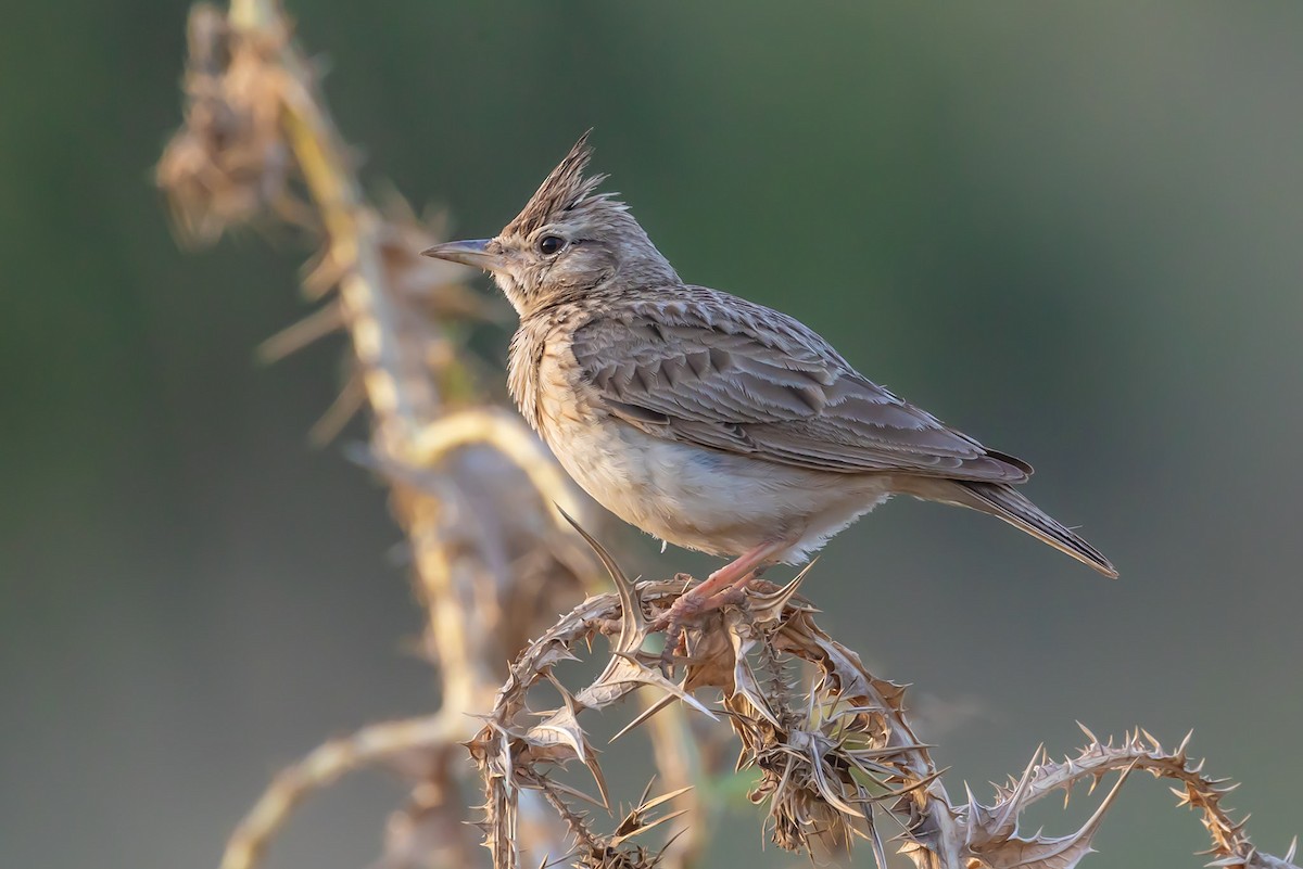 Crested Lark - Oren Shatz