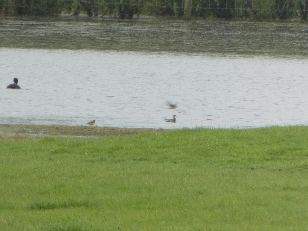 Phalarope à bec étroit - ML619448956