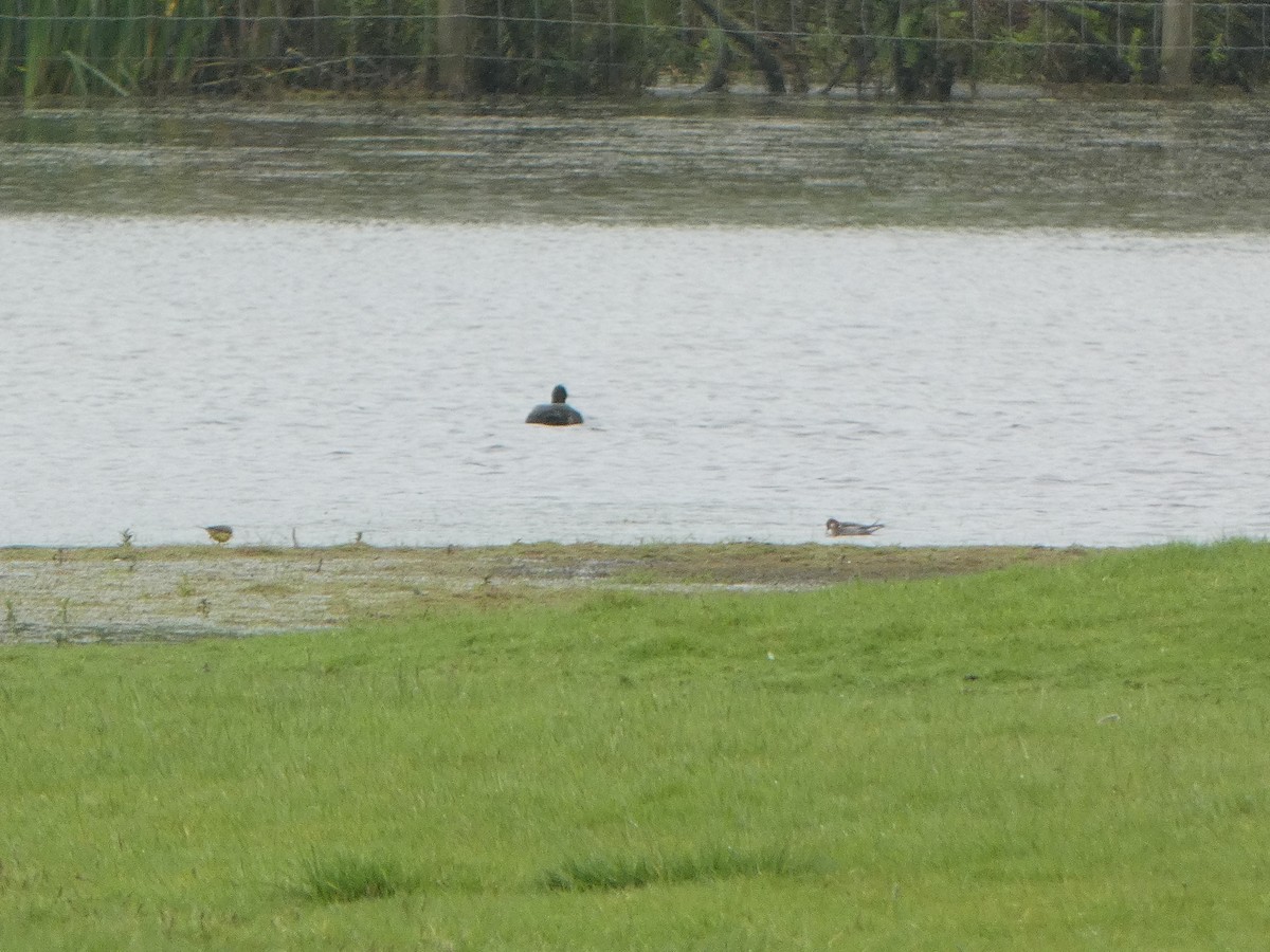 Phalarope à bec étroit - ML619448957