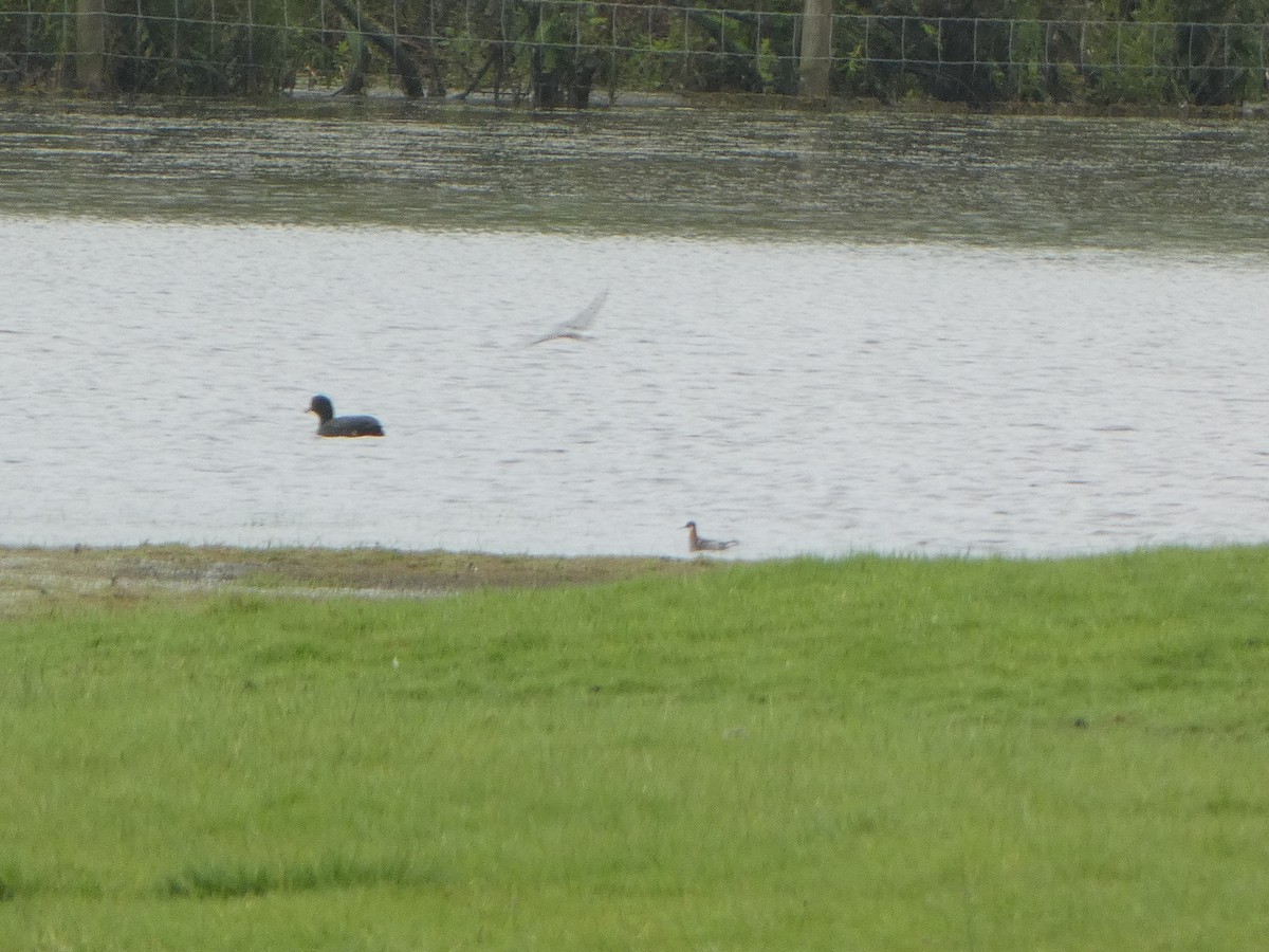 Phalarope à bec étroit - ML619448958