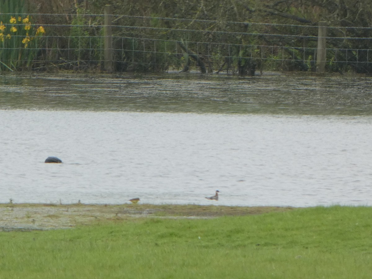 Phalarope à bec étroit - ML619448959