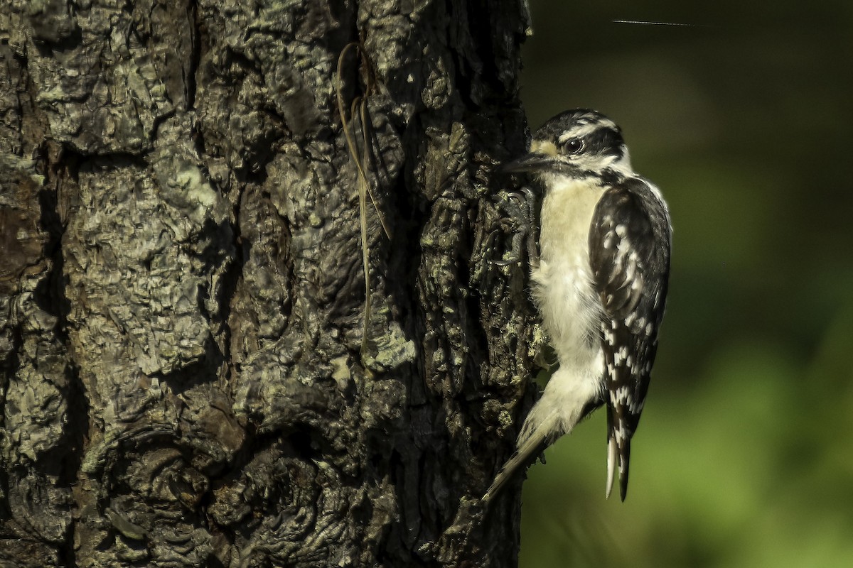 Downy Woodpecker - Chris Griffin