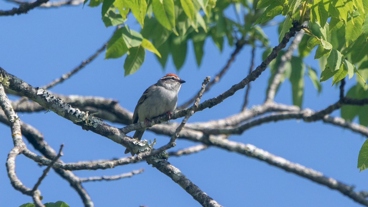 Chipping Sparrow - ML619448974