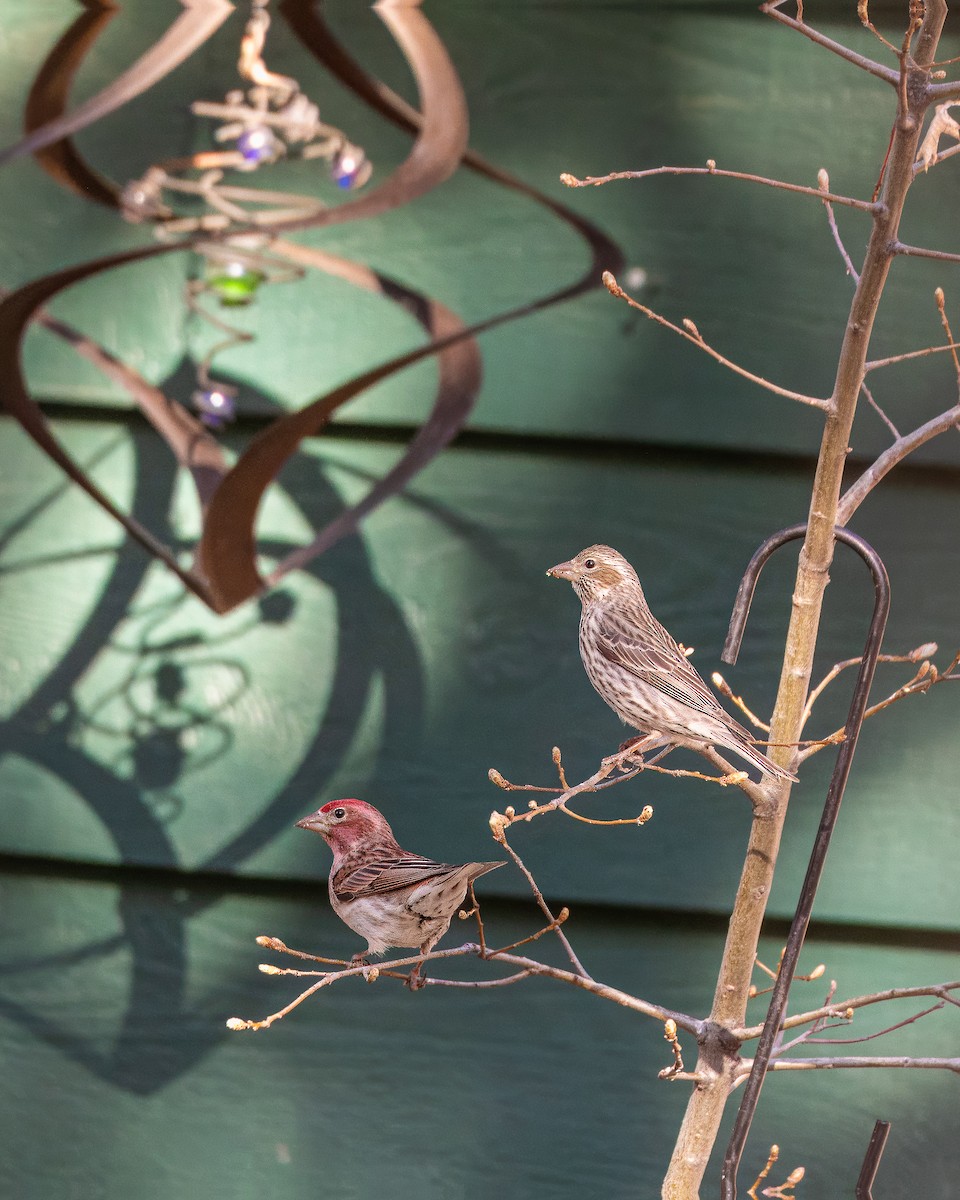 Cassin's Finch - Colin  Drummond