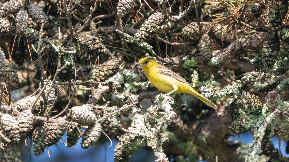 Orchard Oriole - ML619448982