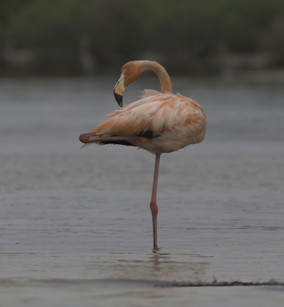American Flamingo - Andy Benson