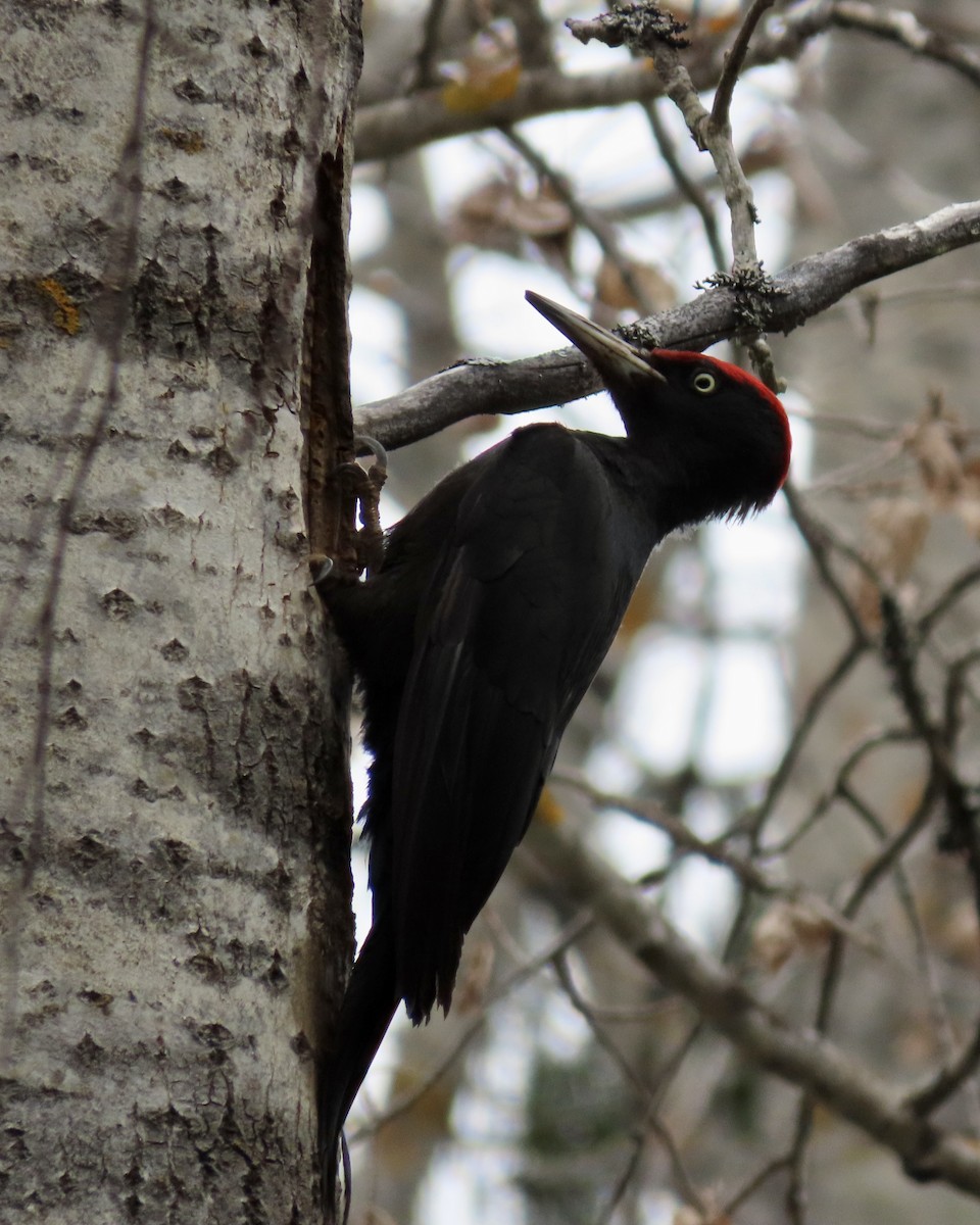 Black Woodpecker - Suzanne Roberts