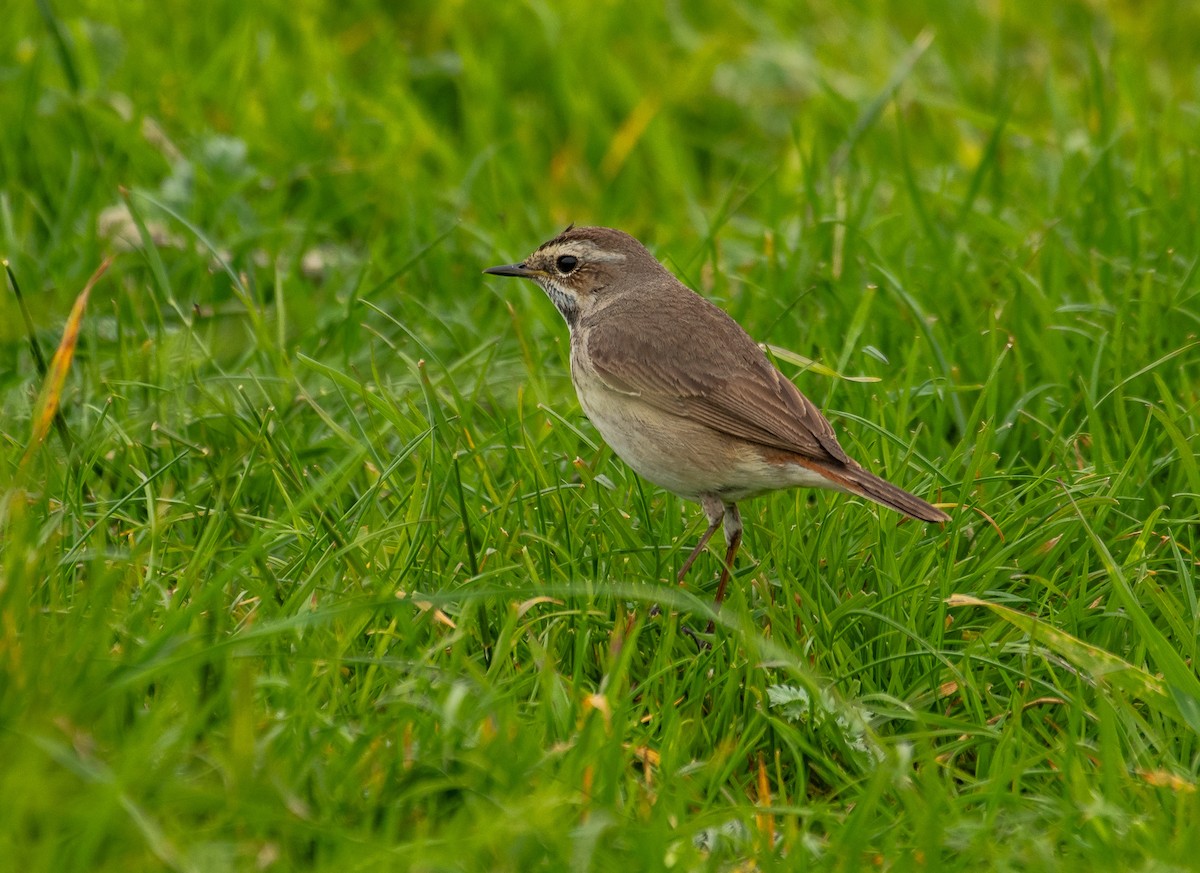 Bluethroat (Red-spotted) - Theo de Clermont