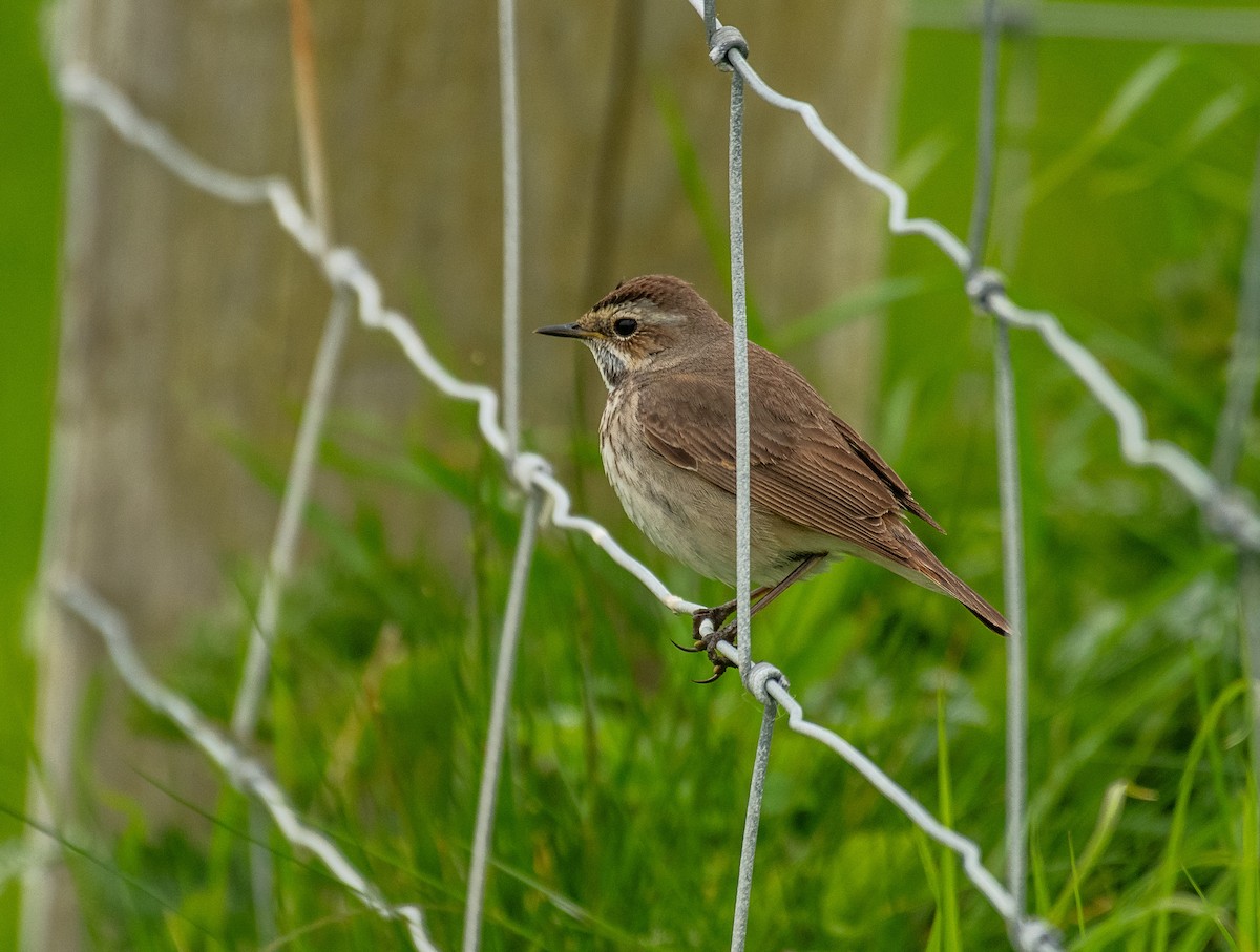 Bluethroat (Red-spotted) - Theo de Clermont