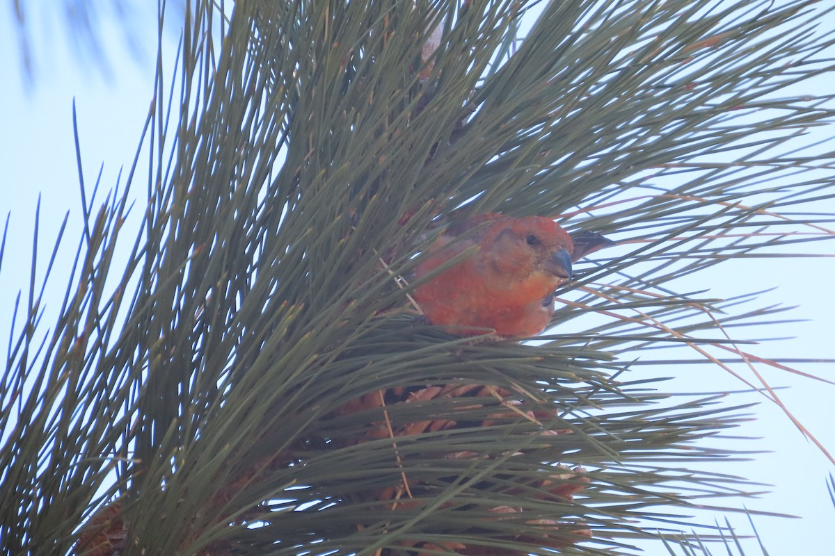 Red Crossbill - David Brinkman