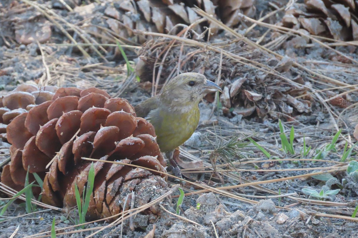 Red Crossbill - David Brinkman