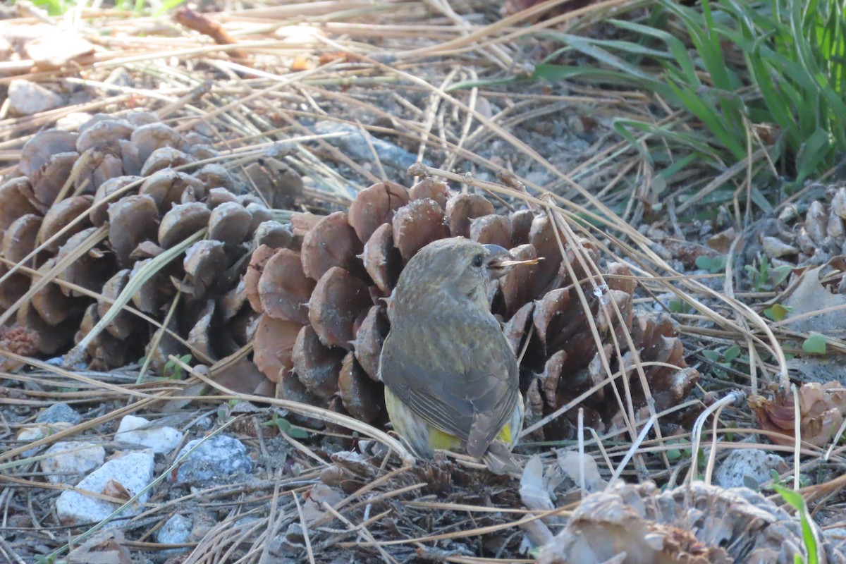 Red Crossbill - David Brinkman