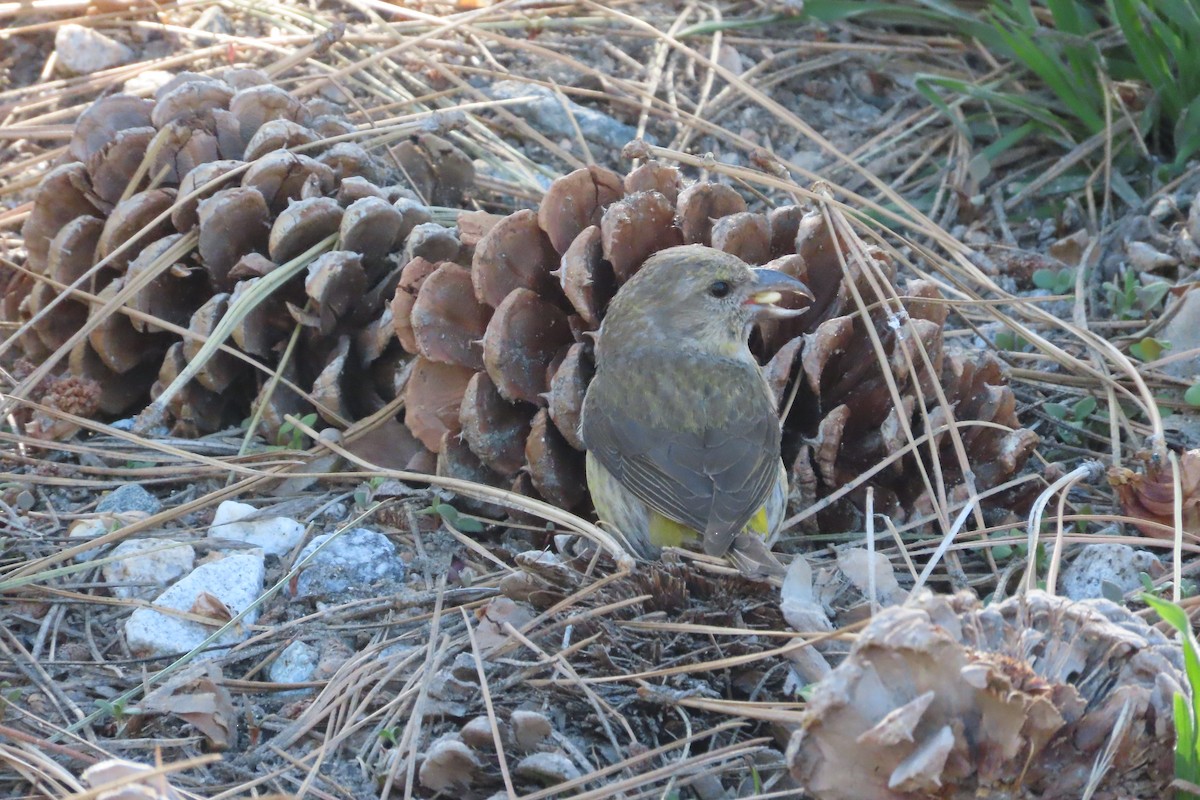 Red Crossbill - David Brinkman