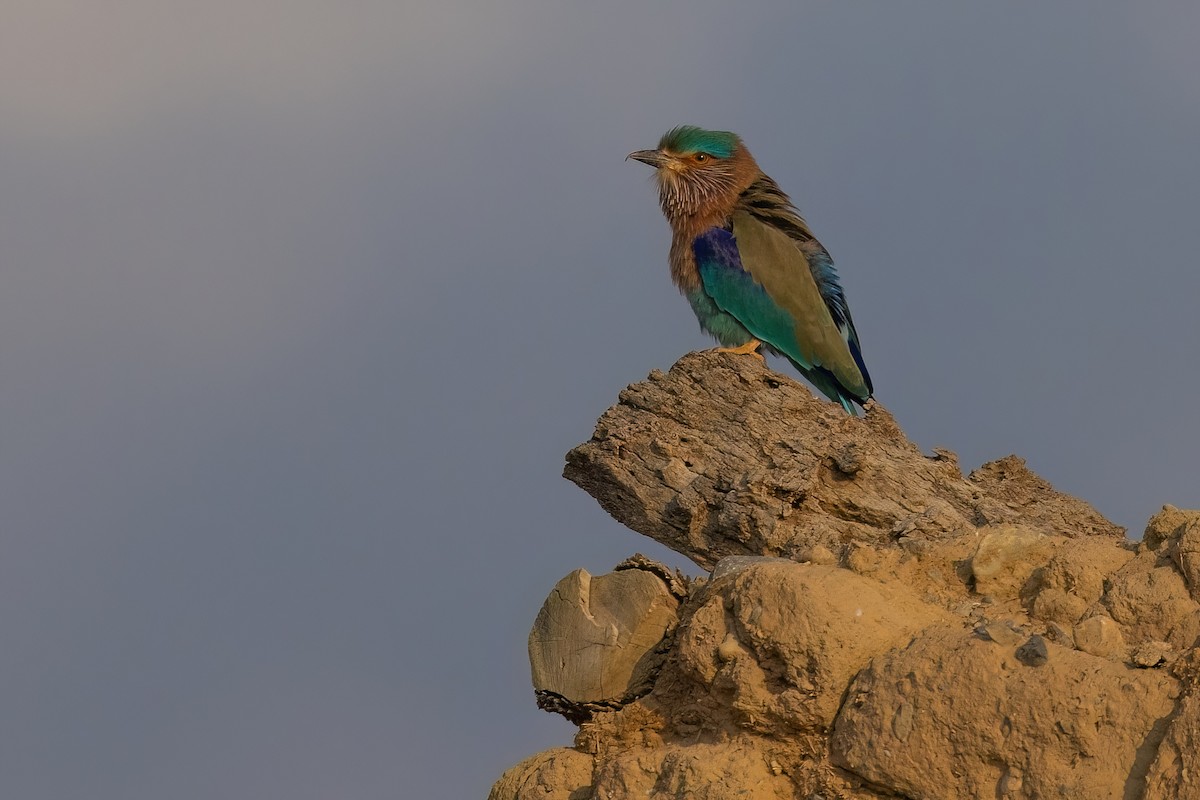 Indian Roller - ML619449017