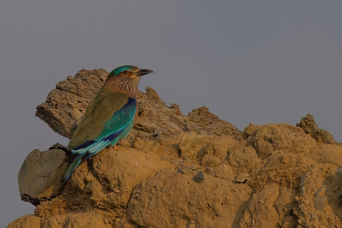 Indian Roller - Jaap Velden