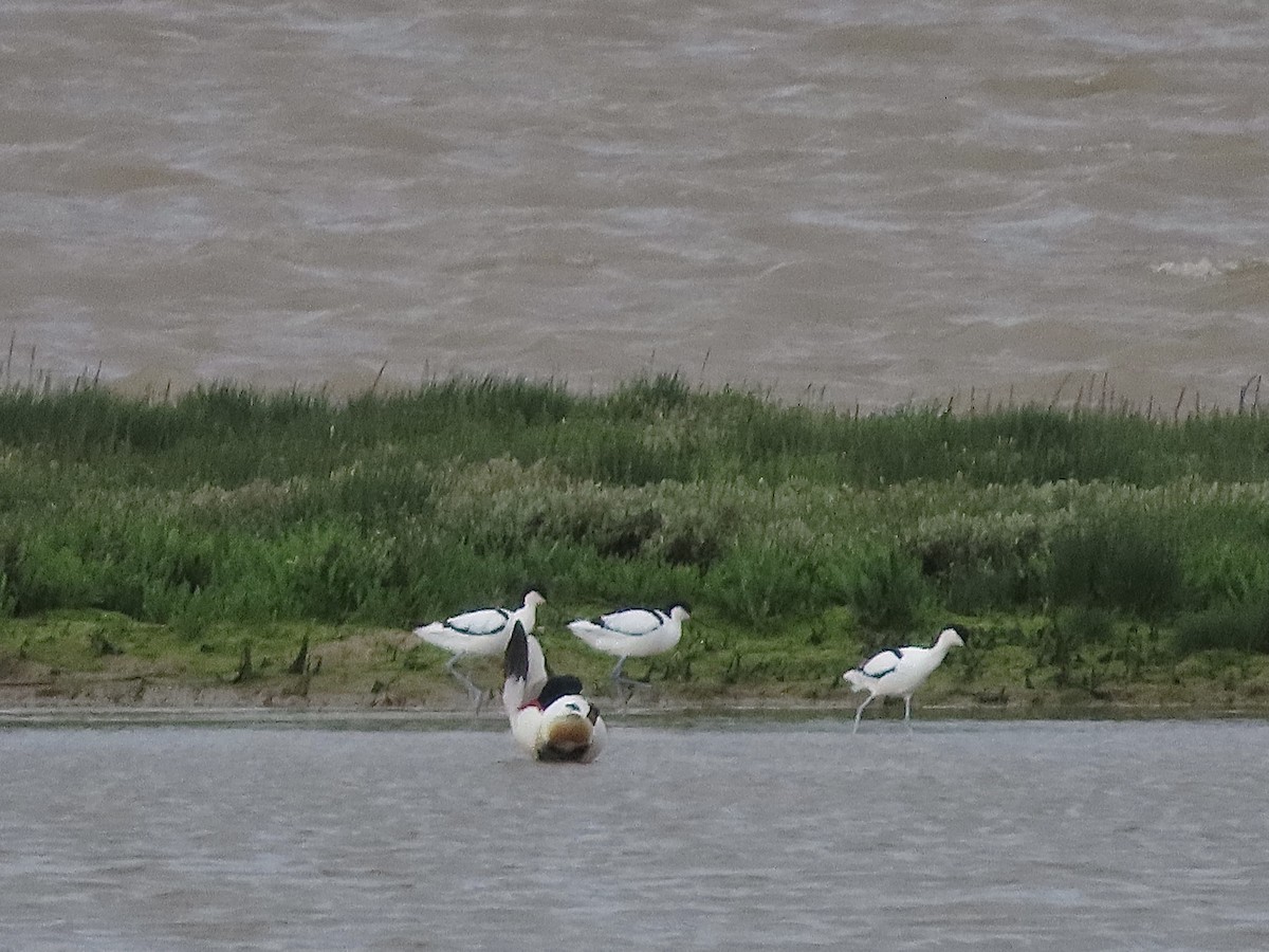 Pied Avocet - christopher stuart elmer