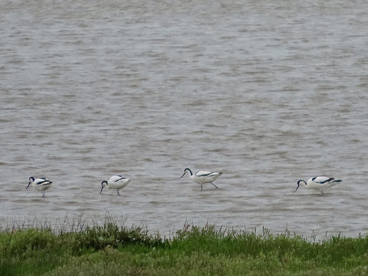 Pied Avocet - christopher stuart elmer