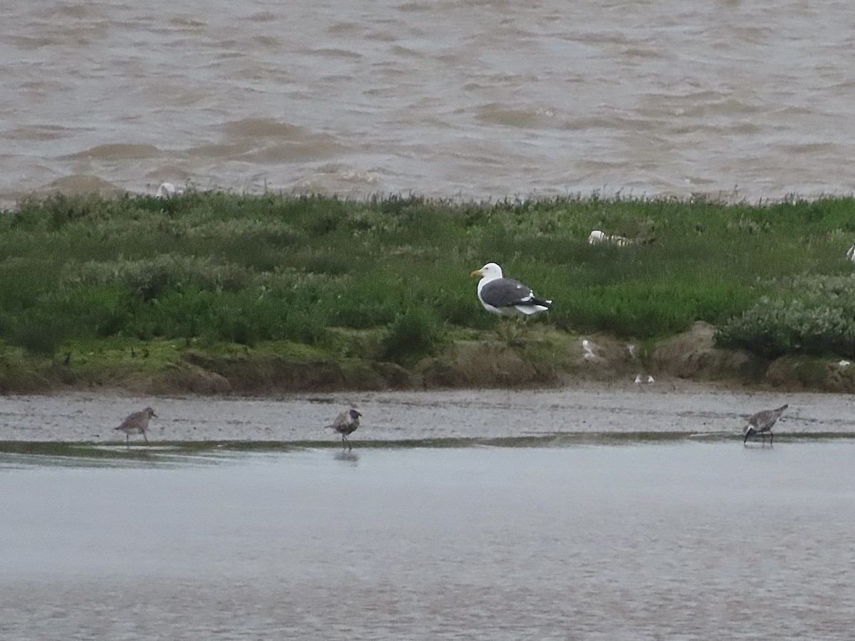 Eurasian Oystercatcher - ML619449032