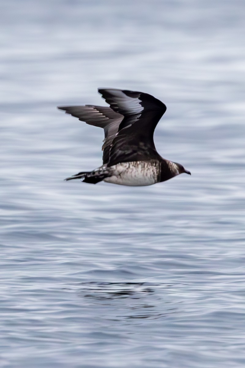 Parasitic Jaeger - Mason Flint