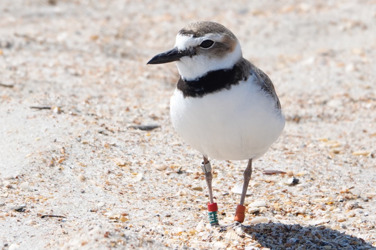 Wilson's Plover - Linda Hamp