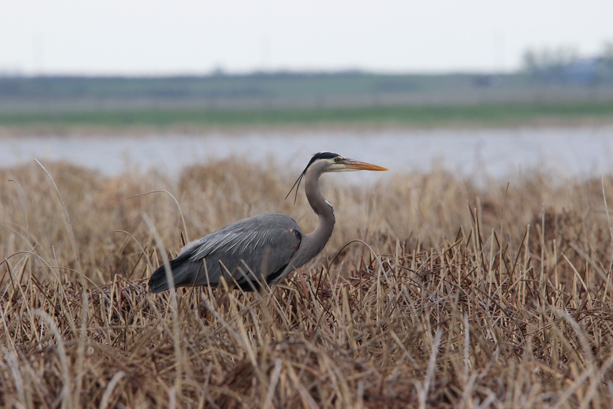 Great Blue Heron - ML619449046