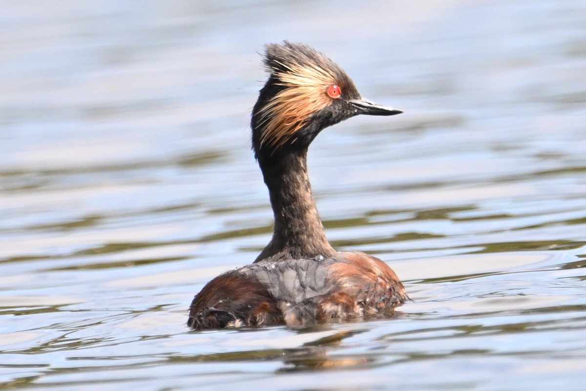 Eared Grebe - John Dumlao